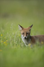 Red fox (Vulpes vulpes) adult in grassland, Essex, England, United Kingdom, Europe