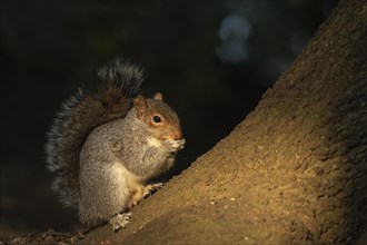 Grey squirrel (Sciurus carolinensis) adult animal feeding on a tree trunk, Suffolk, England, United