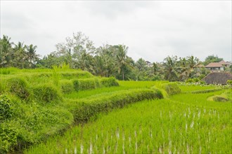 Rice terraces, Campuhan ridge walk, Bali, Indonesia, track on the hill with grass, large trees,