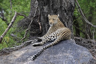 Leopard (Panthera pardus), adult, observed, alert, lying, on rocks, Sabi Sand Game Reserve, Kruger
