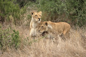 Lion (Panthera leo), adult, female, two females, vigilant, Sabi Sand Game Reserve, Kruger National