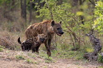 Spotted hyena (Crocuta crocuta), adult, juvenile, mother with juvenile, social behaviour, Sabi Sand