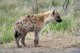 Spotted hyena (Crocuta crocuta), half-grown juvenile, alert, Kruger National Park, Kruger National