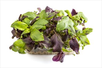 Plastic box with microgreen sprouts of purple basil isolated on white background. Side view, close