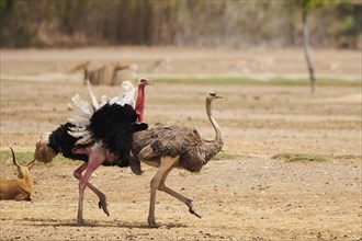 Common ostrich (Struthio camelus) male chasing a female in the dessert, captive, distribution