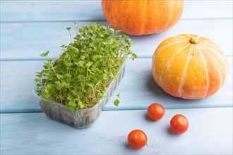 Microgreen sprouts of rucola with pumpkin on blue wooden background. Side view, close up