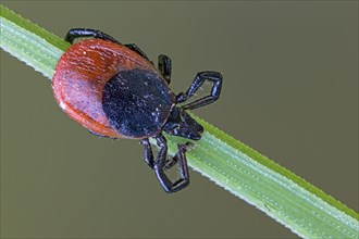 A red and black tick crawls on a green blade of grass