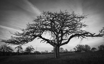 A fruit tree in a meadow against the evening sky. Between Neckargemuend and Wiesenbach,