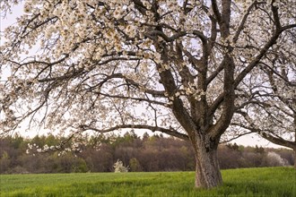 Landscape in spring, partial view of a white blossoming fruit tree in the evening after sunset.