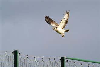 Steppe buzzard (Buteo buteo), white morph, flying, Hesse, Germany, Europe