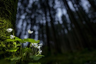 Common wood sorrel (Oxalis acetosella) with blurred forest in the background, Mindelheim, Bavaria,