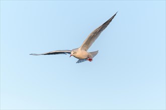 Black-headed gull (Chroicocephalus ridibundus) in flight in the sky. Bas-Rhin, Alsace, Grand Est,