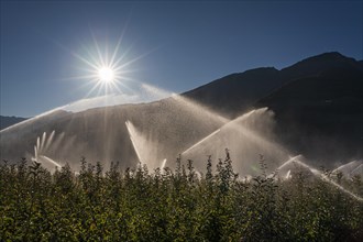 Irrigation system on an apple orchard, sun star, summer, Vinschgau Valley, South Tyrol, Italy,