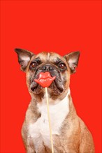 Funny French Bulldog dog with Valentine's Day kiss lips photo prop in front of red background