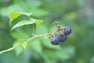 Berries of black raspberry hang on bush. Ripe Rubus occidentalis on branch. Closeup of ripe