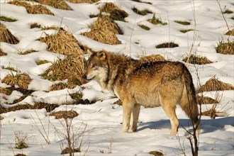 Gray wolf (Canis lupus) secured in the snow, captive, Germany, Europe