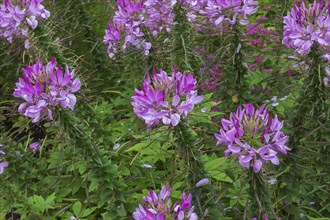 Pink Spider Flowers (Cleome) in border in summer, Quebec, Canada, North America