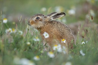 Brown hare (Lepus europaeus) juvenile leveret feeding in a summer meadow with flowering
