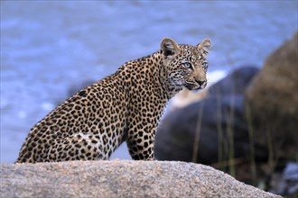 Leopard (Panthera pardus), young, alert, Sabi Sand Game Reserve, Kruger NP, Kruger National Park,