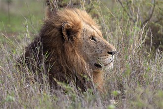 Lion (Panthera leo), male, portrait, vigilant, Kruger National Park, Kruger National Park, South