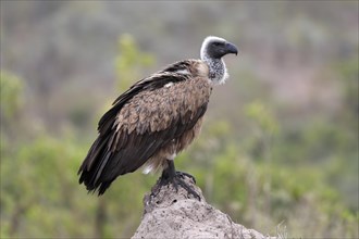 White-backed vulture (Gyps africanus), adult, alert, on rocks, Sabi Sand Game Reserve, Kruger