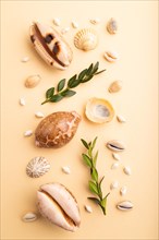 Composition of seashells, green boxwood branch. mockup on orange background. Blank, top view, still
