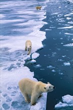 Three polar bears (Ursus maritimus) at the edge of the Arctic ice, Svalbard