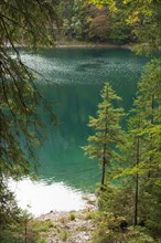 Trees and forest at Lake Eibsee lake, Grainau, Werdenfelser Land, Upper Bavaria, Bavaria, Germany,