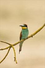 European bee-eater (Merops apiaster) sitting on a branch, France, Europe