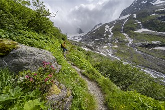 Mountaineer on a hiking trail, green mountain valley Floitengrund with mountain stream Floitenbach,