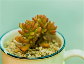 Closeup of green succulent cactus in bowl of brown pebbles with blurred background