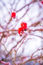 Red rose hips (Rosa canina) covered with snow in winter, Jena, Thuringia, Germany, Europe