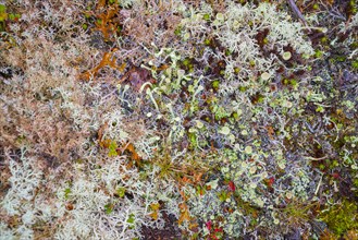 Cup lichen (Cladonia fimbriata), true reindeer lichen (Cladonia rangiferina), Tynset, Innlandet,