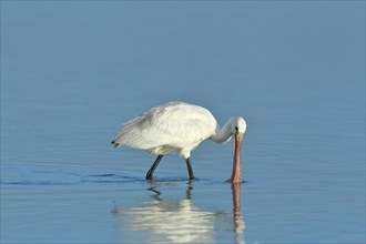 Spoonbill (Platalea leucorodia), young bird looking for food, animal standing in shallow water,