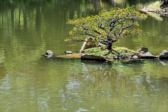 Turtle sunning on island in middle of lake in Shukkeien Gardens in Hiroshima, Japan, Asia