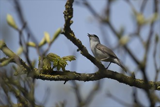 European blackcap Sylvia atricapilla adult male bird singing on a tree branch in the spring,