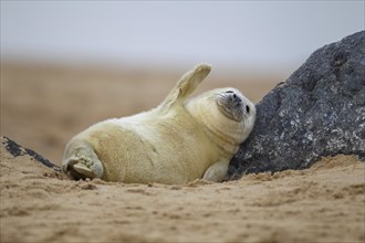 Grey seal (Halichoerus grypus) juvenile baby pup resting against a rock on a beach, Norfolk,