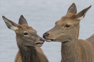 Red deer (Cervus elaphus) adult female mother doe and juvenile baby fawn interacting together,