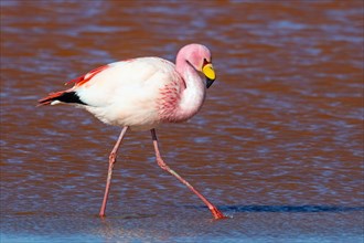 James Flamingo, NP Eduardo Avaroa Bolivia