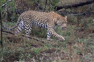 Leopard (Panthera pardus), adult, stalking, vigilant, concentrated, Sabi Sand Game Reserve, Kruger
