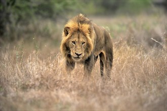 Lion (Panthera leo), adult, male, vigilant, Sabi Sand Game Reserve, Kruger National Park, Kruger