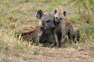 Spotted hyena (Crocuta crocuta), adult, young, mother with young, at the den, social behaviour,