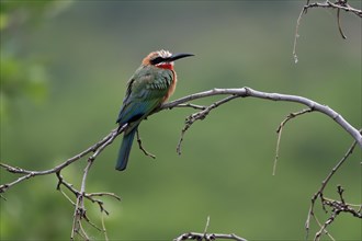 White-fronted bee-eater (Merops bullockoides), adult, on wait, Kruger National Park, Kruger