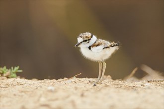 Little ringed plover (Charadrius dubius) chick on the ground, France, Europe