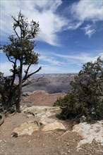 At the edge of the Grand Canyon, Arizona, USA, North America