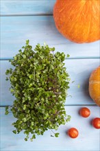 Microgreen sprouts of kohlrabi cabbage with pumpkin on blue wooden background. Top view, flat lay,