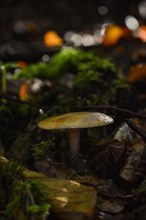 Mushroom on autumn forest floor, close-up, Neubeuern, Bavaria, Germany, Europe
