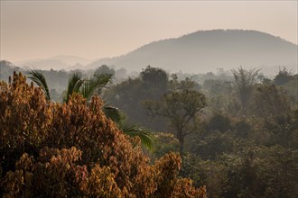 Morning atmosphere, jungle, Addateegala, Andhra Pradesh, India, Asia