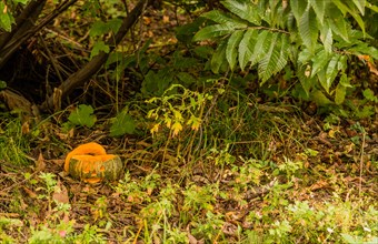 Jack-O-Lantern on grass covered ground under a small tree in woodland park in South Korea