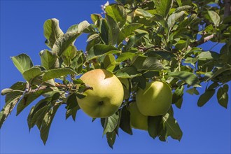 Apple (Malus domestica) tree branch with yellow fruit in late summer, Quebec, Canada, North America